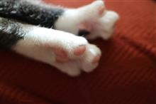 猫生活３ヶ月目