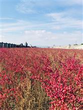 海の紅葉❗️佐賀県東与賀町❗️