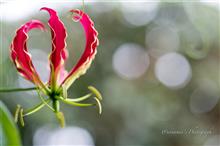 9月最後の花だより 前編