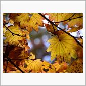 神戸で紅葉狩りと言えば・・・