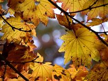 神戸で紅葉狩りと言えば・・・