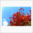 今日は2017の紅葉探し(^o^)丿