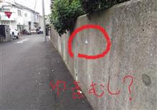 秋も深まりました。