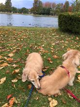 中華街、みさと公園散策