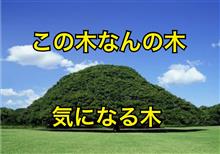 この木なんの木ちびりそうな木♪