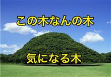 この木なんの木ちびりそうな木♪ 