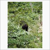 トマム～占冠ってクマが多いん ...