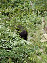 トマム～占冠ってクマが多いんですね。
