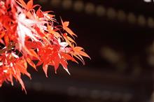 紅葉の秋　信州へドライブのお誘い②