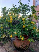  Autumn harvest. 🍋