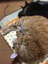 男の料理とか再びサックスの消音とか（≧∇≦）