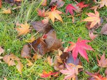 2017紅葉狩り②