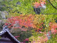 勝持寺、大原野神社、正法寺を散策しました！