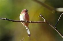 ＭＳダム湖へ冬鳥さん偵察