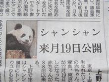しゃんしゃん生後6ヶ月、いよいよ来月19日にデビュー！