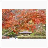 🎶ぶら～り🎶🍁紅葉を求 ...
