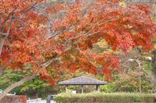 🎶ぶら～り🎶🍁紅葉を求めて、埼玉～群馬県ドライブ(๑•̀ㅂ•́)و✧