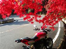 嵐山は紅葉まっさかり～！