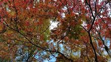紅葉狩り in 洛北