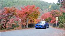 紅葉！モミジまみれ栃木県大芦渓谷