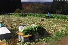 酷農家で菜っ葉採り修行