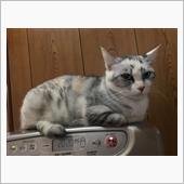 それ程でも❓