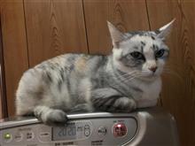 それ程でも❓