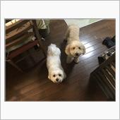 足長と短足ｗ