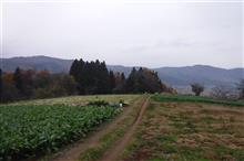 菜っ葉採り４日目