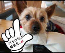 明日はヤバそうなので・・・・