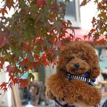 箕面の紅葉の色づき始めを見てきました♪