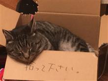 欲しいものはなんですか 欲しいものはなんですか
