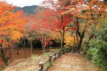 笠置山に紅葉狩りに。