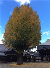 近所の大銀杏