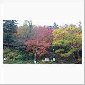 最後の紅葉を探して摂津峡へ