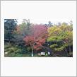 最後の紅葉を探して摂津峡へ