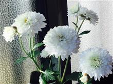 菊に囲まれて🌼🌼