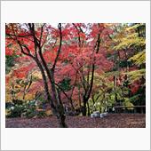 洞光寺で紅葉狩り