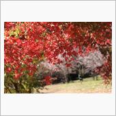 城峯公園の紅葉＆冬桜（＋林道 ...