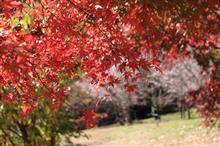 城峯公園の紅葉＆冬桜（＋林道走行）