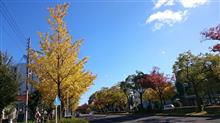 名古屋市内紅葉