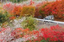 2017紅葉狩り⑦　秋の終わりは四季桜と牡蠣フライ（小原～笹戸～湖西） 