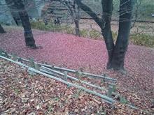 次期遅れの紅葉 次期遅れの紅葉