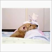 愛犬紹介　「びーさん」　～優 ...