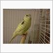 さようなら、インコちゃん
