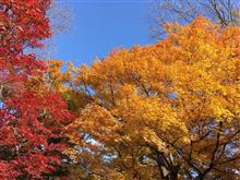 秋の京都　その２　東福寺