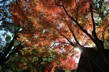 紅葉日和にプラス 紅葉日和にプラス