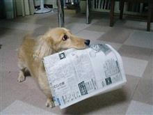 愛犬紹介　「らーちゃん」　～苦労をかけた犬～　