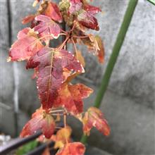 11月日常