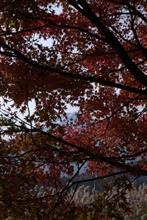 紅葉 紅葉